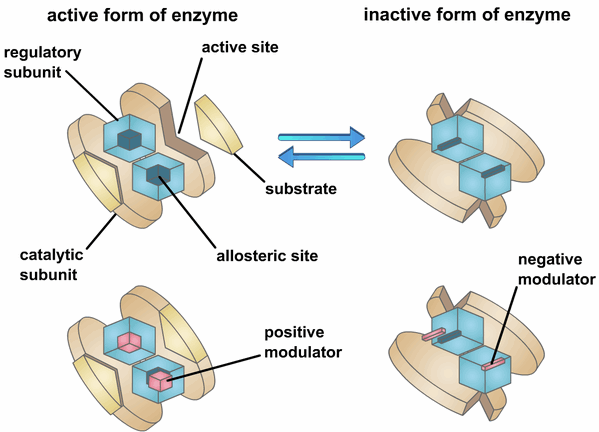 Action site. Active site and regulatory site of Enzyme. Active Centers of Enzymes. Deformation of the Enzyme Active Center. Allosteric Centre.
